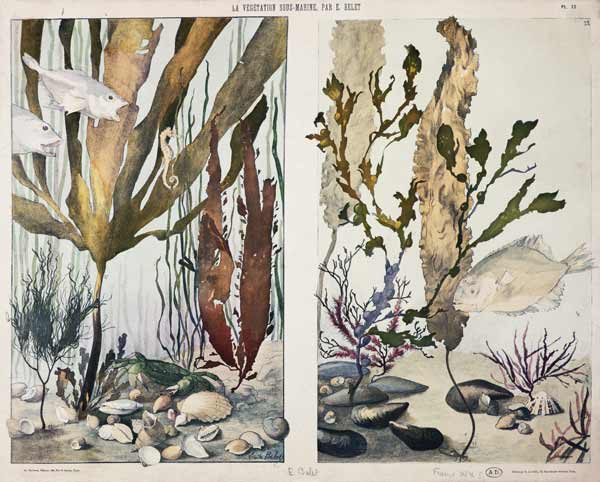 Seaweed, fishes, sea horse, crab and shellfish, illustrated plates from 'La Vie sous marine' à Emile Belet