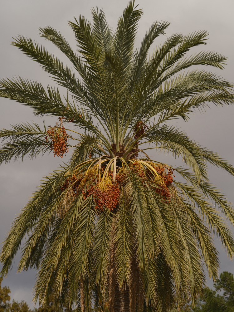 palm trees à engin akyurt