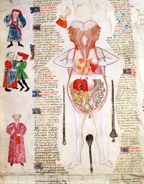 Anatomical diagram, from ''De arte phisicali e de cirurgia'' John Arderne à École anglaise de peinture