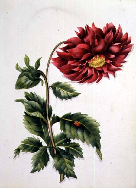 Chrysanthemum, from "Flowers" an English Botanical Manuscript (c.1840) à École anglaise de peinture