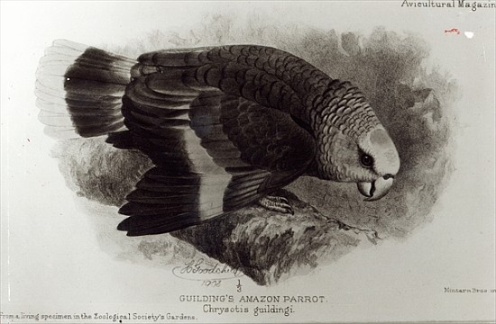 Guilding''s Amazon Parrot, illustration from ''The Avicultural Magazine'' à École anglaise de peinture