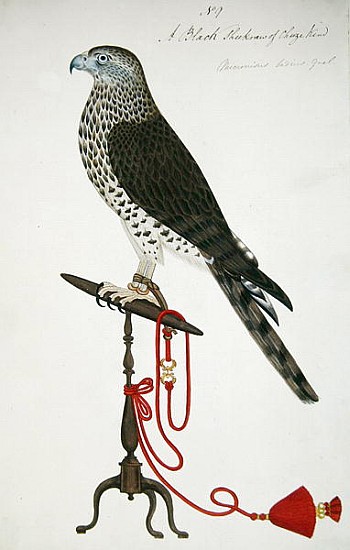 Indian Sparrow-Hawk à École anglaise de peinture