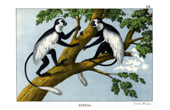 Guereza Monkey à École anglaise, (19ème siècle)