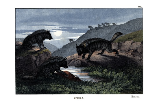 Hyena à École anglaise, (19ème siècle)