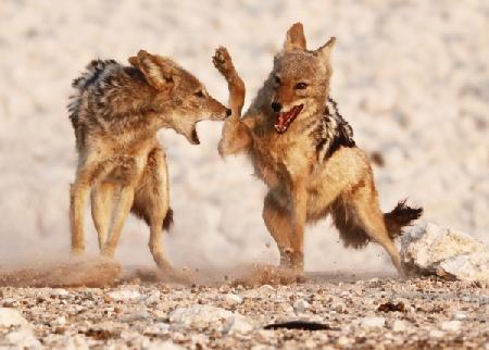 Sparring Jackals, Etosha