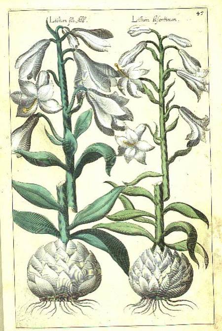 Lily: Two White varieties from `Theatrum Florae' à E.Sweert