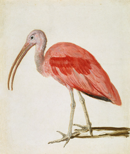 Portrait d'un oiseau ibis écarlate à Ecole européenne