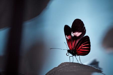 Red Angel