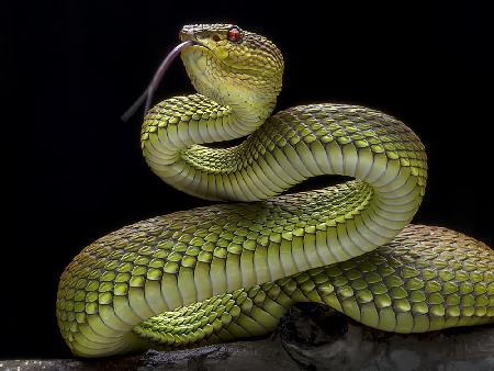 Golden Venomous Viper Snake