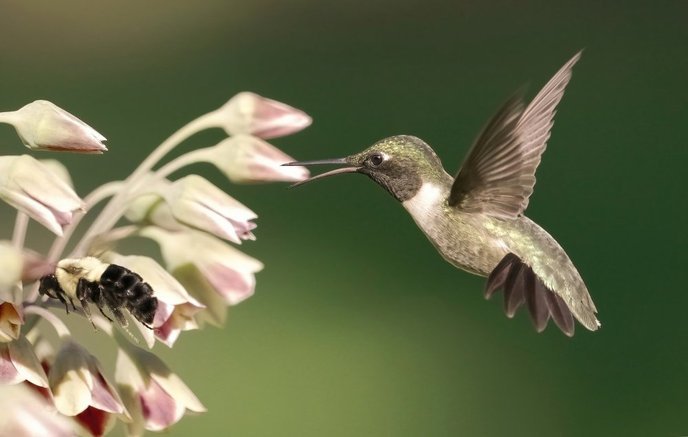 hummingbird in action à Flora Rao