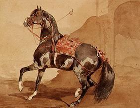 cheval arabe.