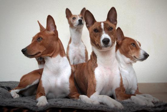 Basenji dogs à Fredrik Von Erichsen