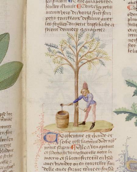 Collecting Turpentine, from 'Grand Herbier' by Pedanius Dioscorides c.40-90 AD) à École française