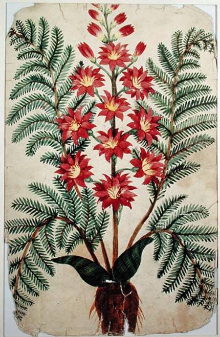 Fern with red and yellow flowers, plate from a seed merchants in Oisans à École française