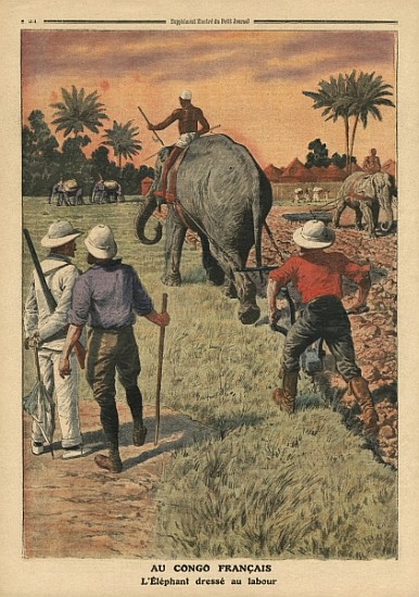In French Congo, elephant trained to ploughing, illustration from ''Le Petit Journal'', supplement i à École française