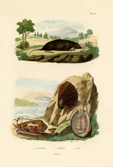 Native Mollusk à École française, (19ème siècle)