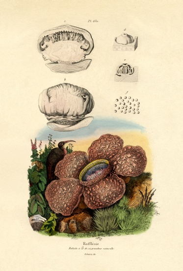 Rafflesia à École française, (19ème siècle)