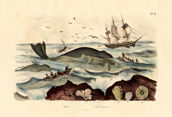 Whale à École française, (19ème siècle)