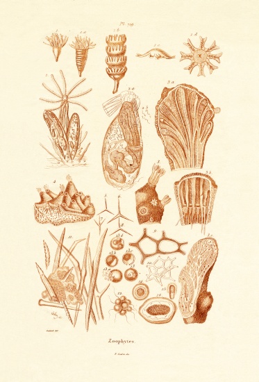 Zoophytes à École française, (19ème siècle)