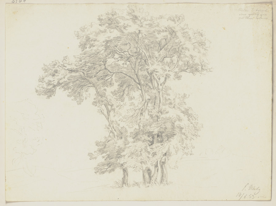 Group of trees à Friedrich Metz