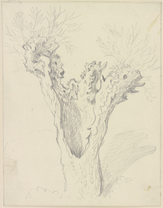 Willow trunk à Friedrich Wilhelm Hirt