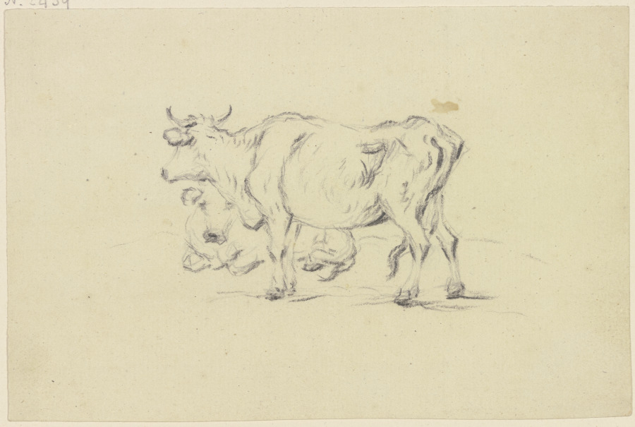 Zwei Rinder, das vordere stehend, das hintere liegend nach links à Friedrich Wilhelm Hirt