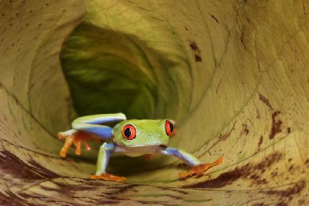 Red Eye Frogg