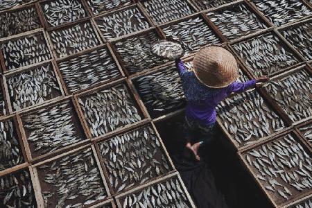 Drying Salted Fish