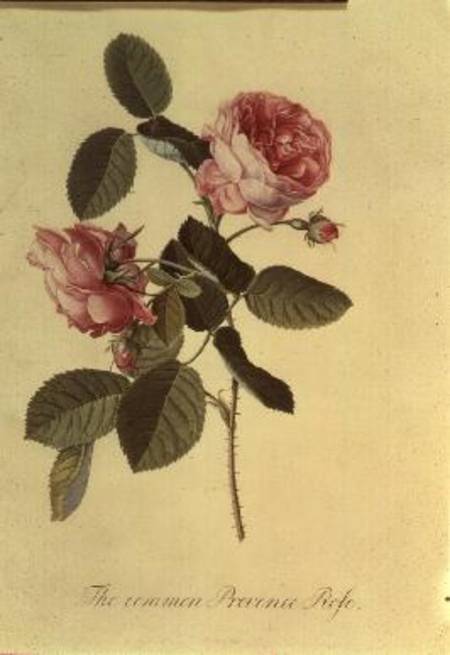 The Common Provence Rose à Georg Dionysius Ehret