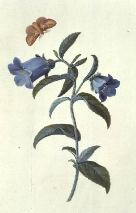 Canterbury Bell (Campanula)