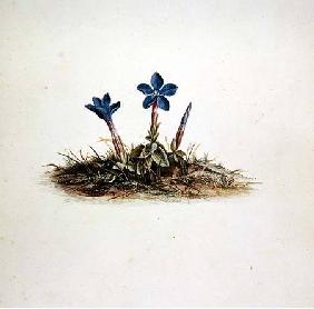 Gentian