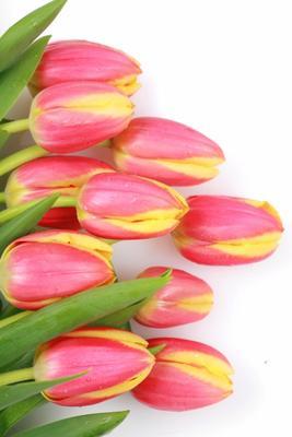 Tulpen