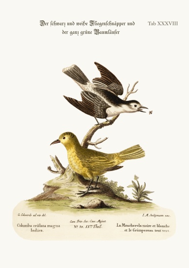 The Black and White Flycatcher, and the All-green Creeper à George Edwards
