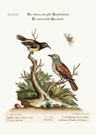 The Black and Yellow Creeper. The American Hedge-Sparrow à George Edwards