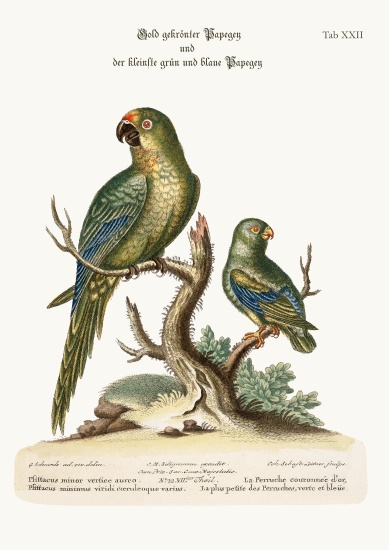 The Golden-crowned Parrakeet and the least Green and Blue Parrakeet à George Edwards