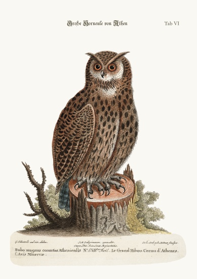 The Great Horned Owl from Athens à George Edwards