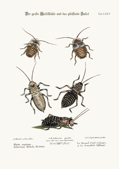 The Greater Cockroach, and the Whistle Insect à George Edwards