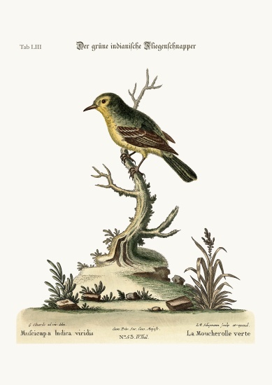 The green Indian Flycatcher à George Edwards