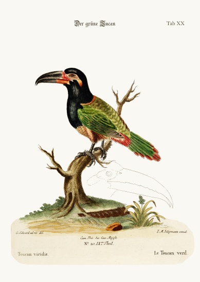 The Green Toucan à George Edwards