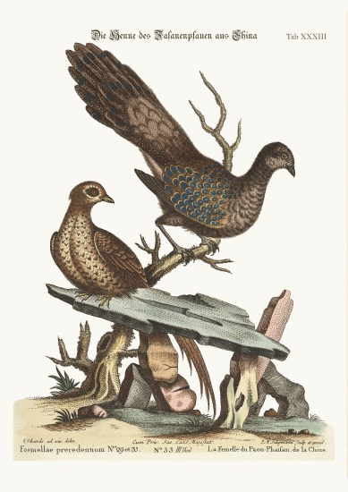 The Hen Peacock Pheasant from China à George Edwards