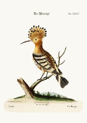 The Hoopoe