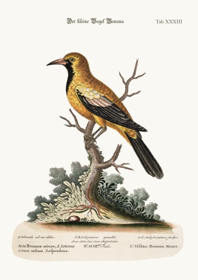 The Lesser Bonana Bird à George Edwards