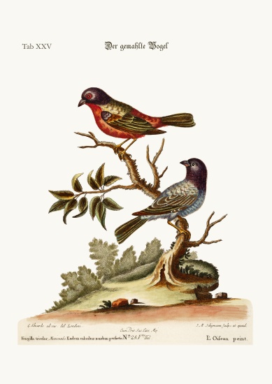 The Painted Finch à George Edwards