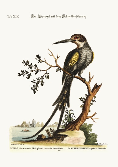 The swallow-tailed Kingfisher à George Edwards