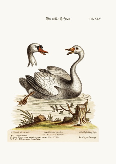 The Wild Swan à George Edwards