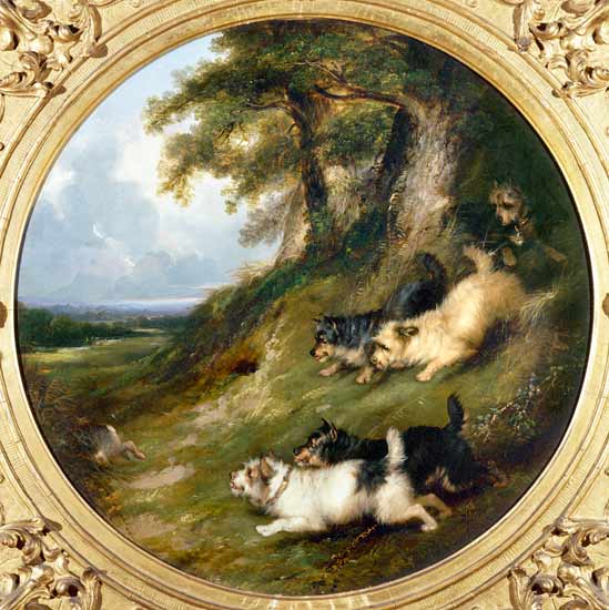 Terriers Rabbiting à George Armfield