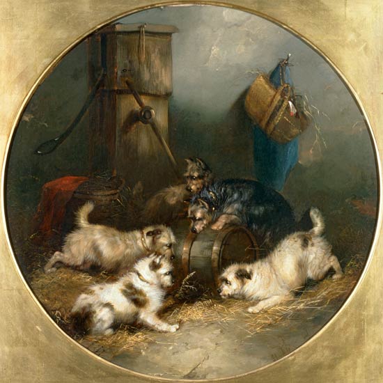 Terriers Ratting in a Barn à George Armfield