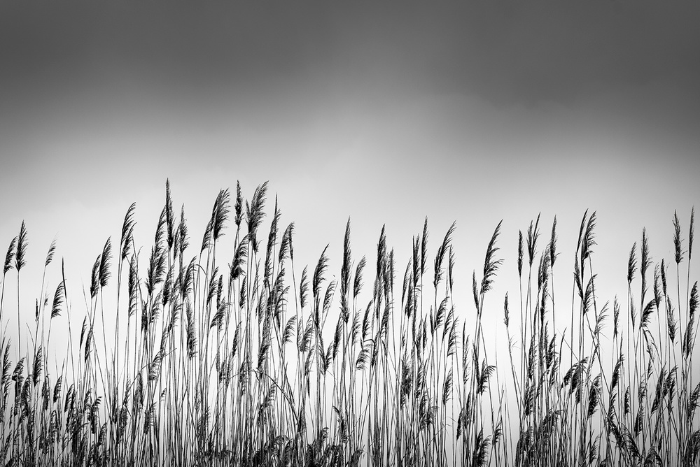 Reeds à George Digalakis