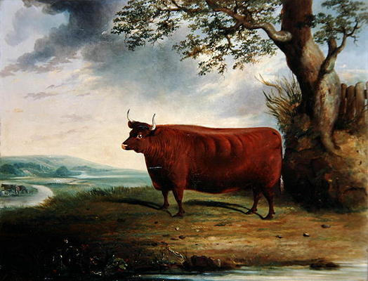 Portrait of a Brown Cow, 1844 (oil on canvas) à George Fenn