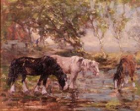 Horses at a Pool